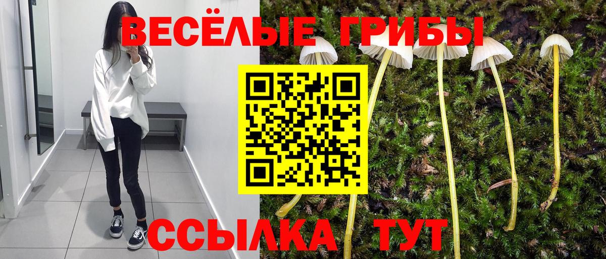 Галлюциногенные грибы Psilocybine cubensis Кингисепп